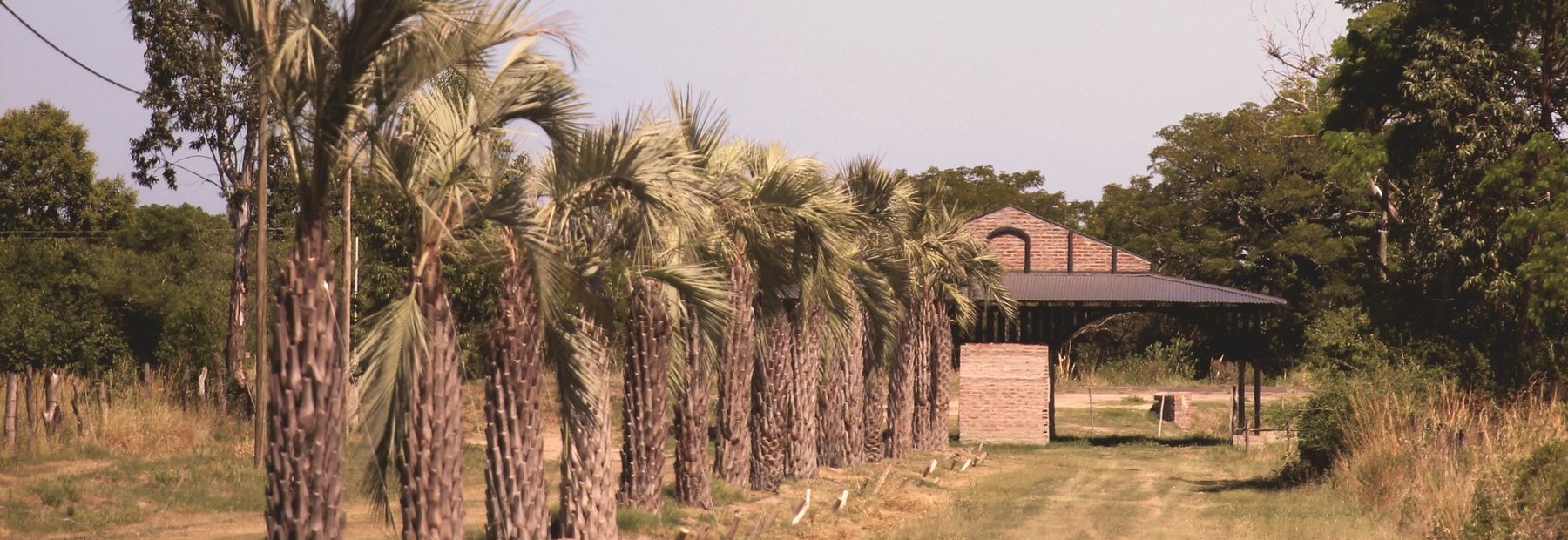 Palmeras plantadas sobre el bulevar